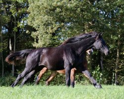 jumper Blütenzauber R (Trakehner, 2018, from Zauberreigen)