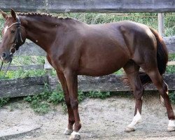 broodmare Beauty Queen (German Sport Horse, 2010, from Berlusco)