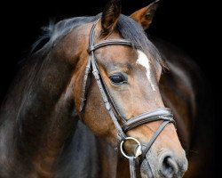 Springpferd Loverboy B (KWPN (Niederländisches Warmblut), 2016, von Elvis Ter Putte)