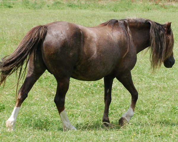 Zuchtstute Rika (Welsh Pony (Sek.B), 1996, von Blethni Puck)