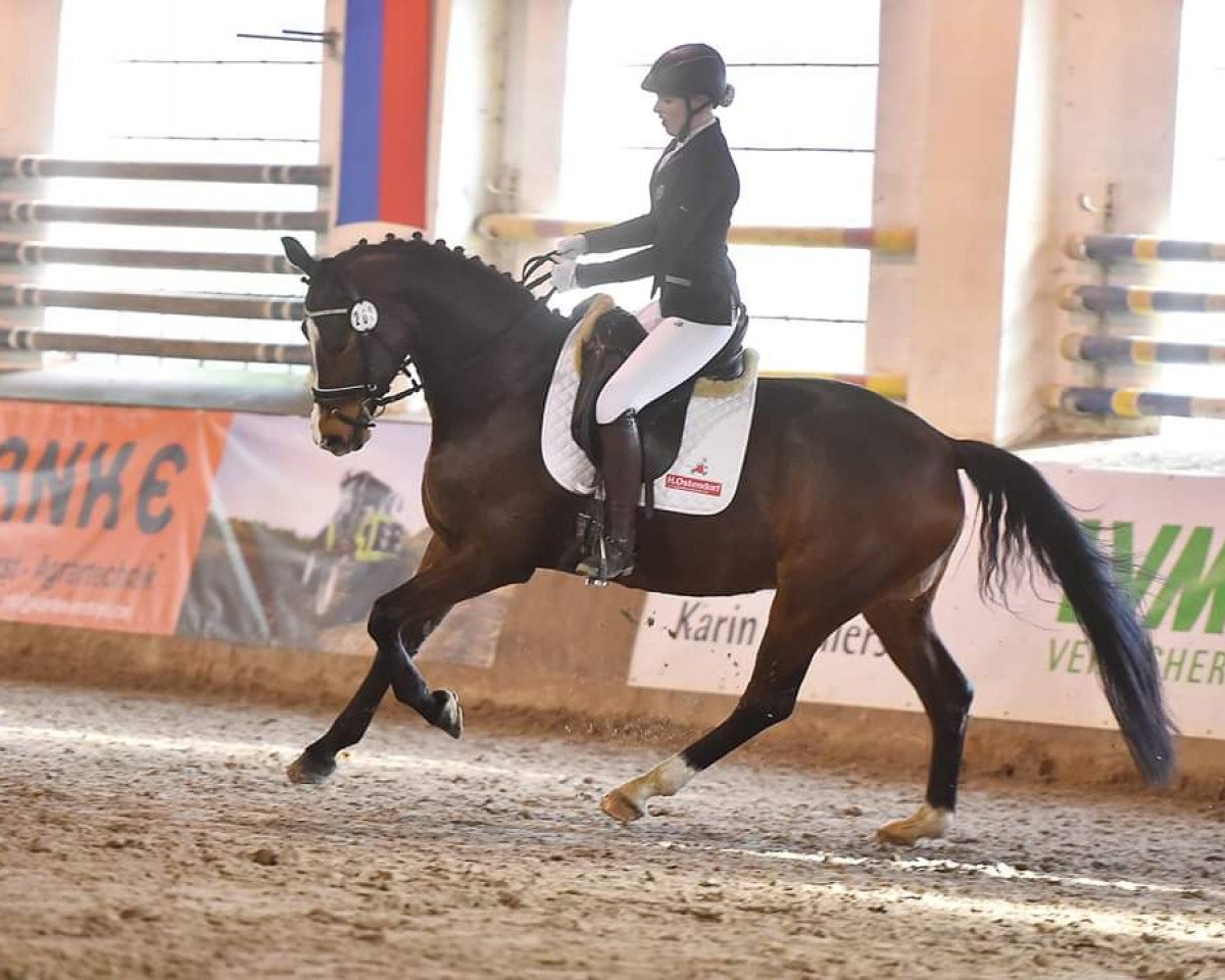 jumper Fürstin Fiene (Hanoverian, 2012, from Fürst Grandios)