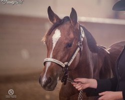 Pferd Cheerful Revolution (Quarter Horse, 2017, von Radical Revolution)