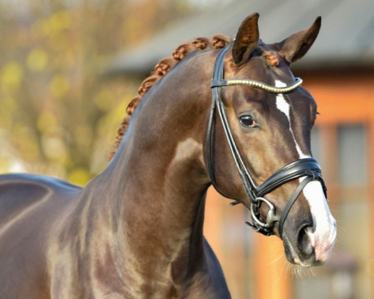 stallion De Royal (Oldenburg, 2016, from De Niro)