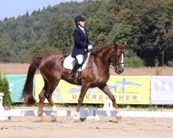 Pferd Rainman (Österreichisches Warmblut, 2004, von Radetzky)