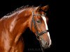 dressage horse Das Fräulein Smilla (Hanoverian, 2008, from Don Henrico)