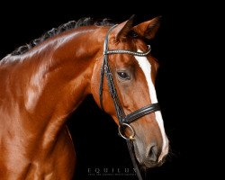 dressage horse Das Fräulein Smilla (Hanoverian, 2008, from Don Henrico)