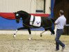 dressage horse Fanjeaux (Oldenburg, 2016, from Franklin)