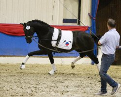 dressage horse Fanjeaux (Oldenburg, 2016, from Franklin)