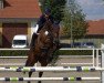 broodmare Espanola 4 (Holsteiner, 2012, from Cachas)