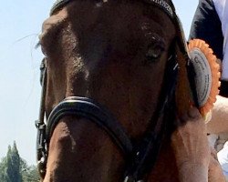 dressage horse La' Gastaire (German Sport Horse, 2005, from Lord Romadour)