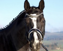 dressage horse Beyond Dreams (Hannoveraner, 2016, from Bulgari Dream)