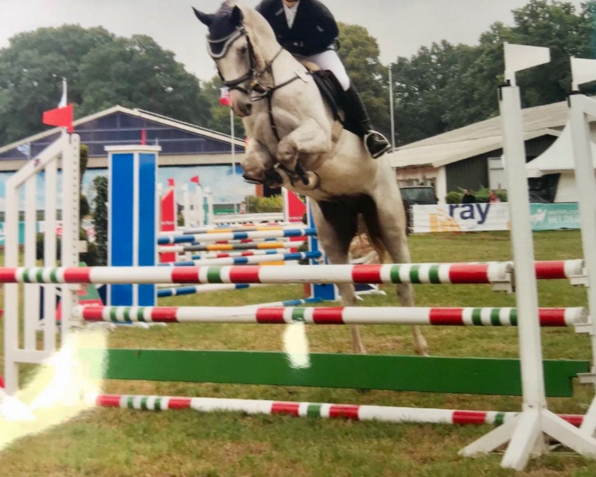 jumper Graf Turus (Hanoverian, 2013, from Graf Top)