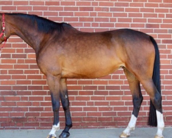 dressage horse Cora 633 (Hanoverian,  , from Contendros Bube)