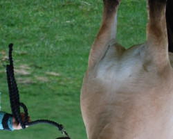 horse Lykkja (Fjord Horse, 2016, from Bram)