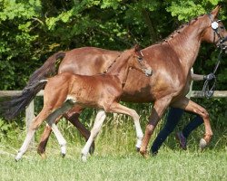 Zuchtstute Princess (Hannoveraner,  , von Perigueux)