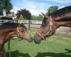 broodmare Windhoek's Joysveen (Welsh mountain pony (SEK.A), 1999, from Zonneweide's Nico)