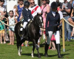 Dressurpferd Lyn as Fame (Welsh Mountain Pony (Sek.A), 2006, von Flevozicht's Darky)