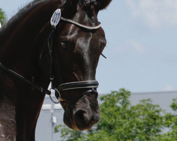 dressage horse Bakari 5 (Hanoverian, 2010, from Bequia)