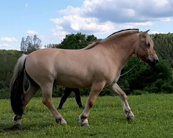 horse Kollin (Fjord Horse, 2003, from Kolja Halsnæs)