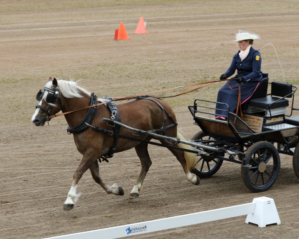 broodmare Fräulein Rosalina (Black Forest Horse, 2016, from Roter Milan)