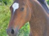 dressage horse Fidelio F. (Hanoverian, 2011, from Fürst Nymphenburg)