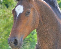 dressage horse Fidelio F. (Hanoverian, 2011, from Fürst Nymphenburg)