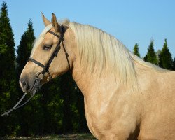 Pferd Buleczka (Polnisches Kaltblut, 2013)