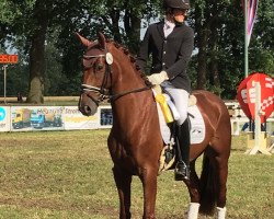 dressage horse Estoril 22 (Westphalian, 2014, from Estobar NRW)