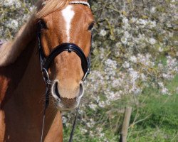 Springpferd Aleco vom Dendelbach (unbekannt, 2009)