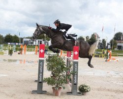 Springpferd Anny Lennox CH (Schweizer Warmblut, 2011, von Lord Lennox)