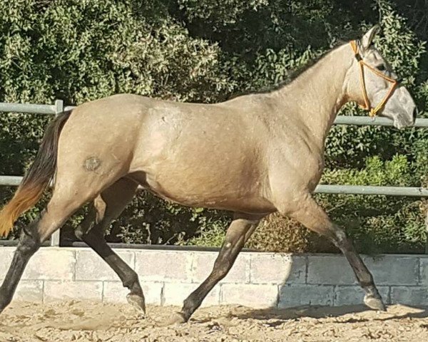 Pferd ROSALIA (Cruzado,  )