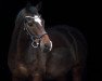 dressage horse Nossa Cavalo (German Riding Pony, 2009, from Noir de Luxe)