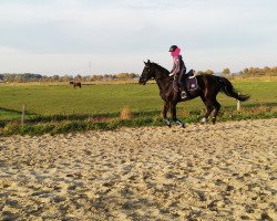 Springpferd Dance For Galanthea (Hannoveraner, 2012, von Dornenkönig)