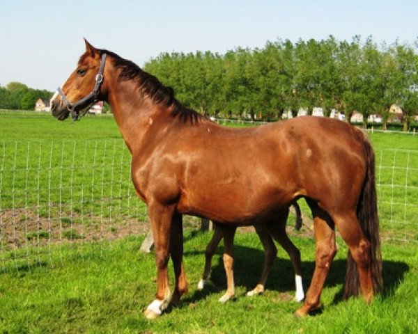 Zuchtstute Jankonda II (KWPN (Niederländisches Warmblut), 1991, von Rubinstein I)