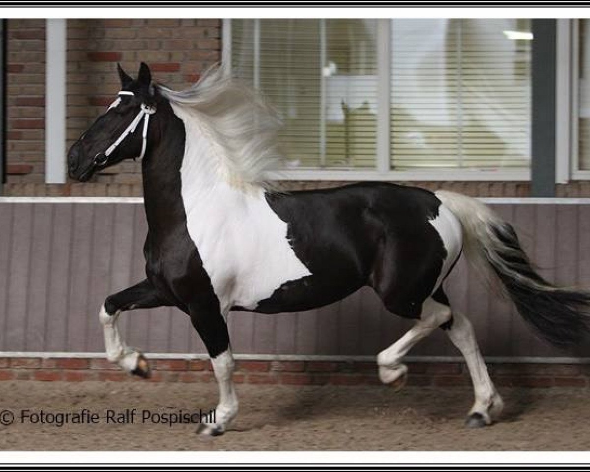 Dressurpferd Grace 425 (Anglo Europäisches Sportpferd, 2009, von Willem van Nassau)