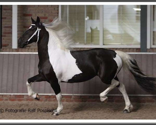 dressage horse Grace 425 (anglo european sporthorse, 2009, from Willem van Nassau)