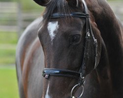 dressage horse Jamila V (Bavarian, 2008, from Spielberg)