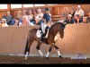 jumper Terra Alizée (Welsh-Cob (Sek. D), 2010, from Millstone Caerleon)