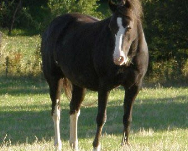 broodmare Dorwyn Nana (Welsh-Pony (Section B),  )