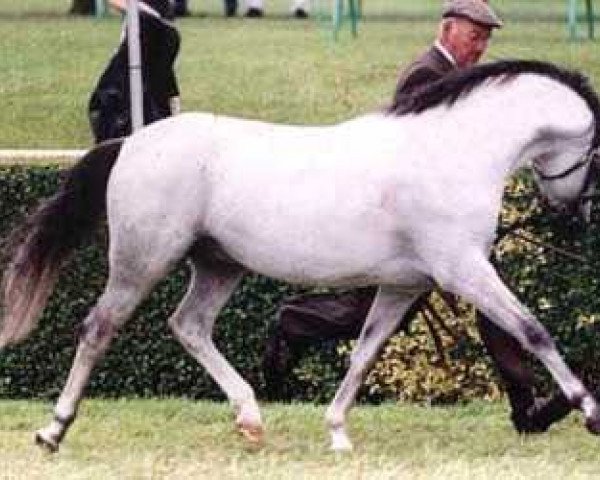 stallion Stoak Tudor (Welsh-Pony (Section B),  )