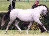 Deckhengst Stoak Tudor (Welsh Pony (Sek.B),  )