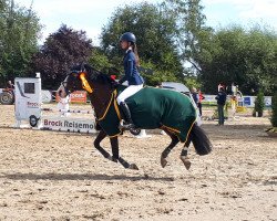 jumper Top Night Fire (German Riding Pony, 2000, from Top Nordpol)