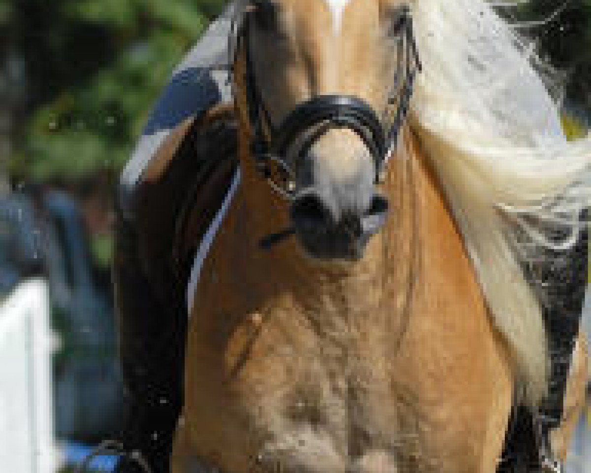 stallion Sonnensturm (Haflinger, 2005, from Smudo (0,78% ox))