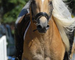 stallion Sonnensturm (Haflinger, 2005, from Smudo (0,78% ox))