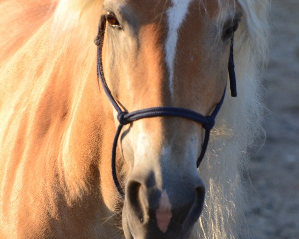 Zuchtstute Suddenly Shelby (Haflinger, 2011, von Sonnensturm)