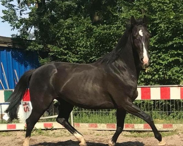 dressage horse Felusiena (KWPN (Royal Dutch Sporthorse), 2010, from Glock's Tango)