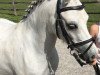 dressage horse Stocklarn‘s Pilgrim (Welsh mountain pony (SEK.A), 2008, from Dyfed Piper)