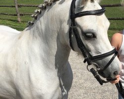 dressage horse Stocklarn‘s Pilgrim (Welsh mountain pony (SEK.A), 2008, from Dyfed Piper)