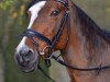 dressage horse Nancy 308 (German Riding Pony, 2000, from Nantano)