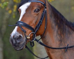 dressage horse Nancy 308 (German Riding Pony, 2000, from Nantano)